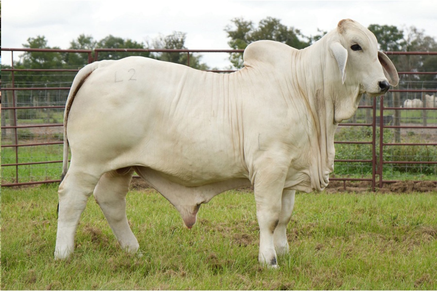 LOT 006 - MR L2 LANDS PRIDE 356 - L2 RANCH