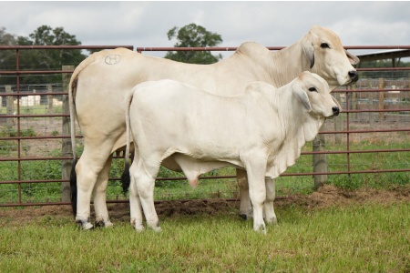 LOT 007 - MISS CIRCLE H 410 (P) - L2 RANCH