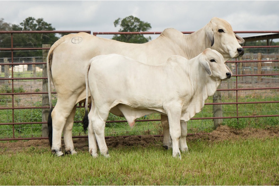 LOT 007 - MISS CIRCLE H 410 (P) - L2 RANCH