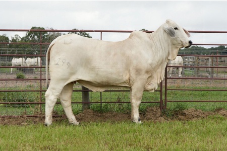 LOT 008 - MISS L2 LANDS PRIDE 299 - L2 RANCH