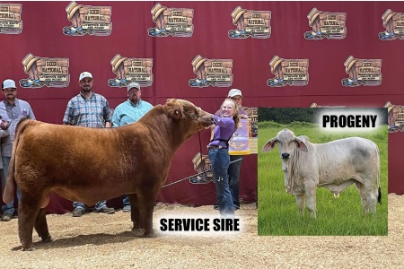 LOT 009 - DS MS. DOLLAR DATAPACK - LEE’S CATTLE COMPANY