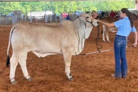LOT 011 - MORENO MS. LADY ROMPER - LEE’S CATTLE COMPANY