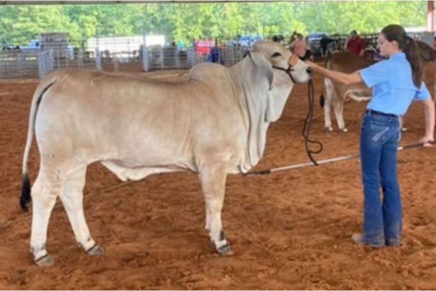 LOT 011 - MORENO MS. LADY ROMPER - LEE’S CATTLE COMPANY