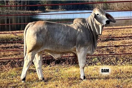 LOT 012 - MOON’S STONE COWNTY - MOON’S CATTLE COMPANY