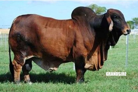 LOT 013 - RF MS. TWINKLE TOES 191/3 - MOON’S CATTLE COMPANY