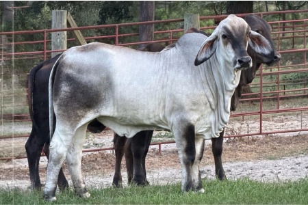 LOT 014 - G2L’S MISS 503 (P) - 65R RANCH
