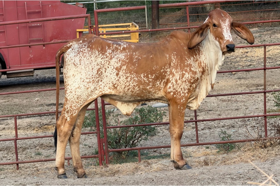 LOT 015 - JJ ANDRES EASTER LILY - 65R RANCH