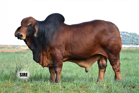 LOT 016 - PB INDIA 3 (P) - DIAMOND MC RANCH