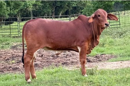 LOT 017 - DMC LADY POLLED ANNIE 10/5 (P) - DIAMOND MC RANCH