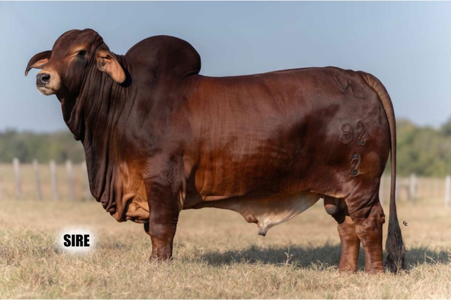 LOT 019 - DMC LADY POLLED ANGIE 13/5 (P) - DIAMOND MC RANCH
