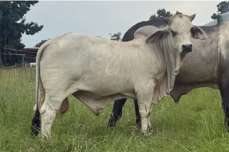 LOT 020 - DMC MR. BUTCHER 12/4 - DIAMOND MC RANCH