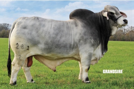 LOT 022 - DMC LADY POLLED ELLIE 1/3 (P) - DIAMOND MC RANCH