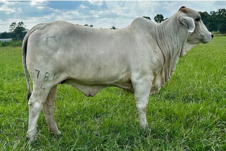 LOT 023 - LADY H POLLED CARA MANSO 781/4 - T4 RANCH