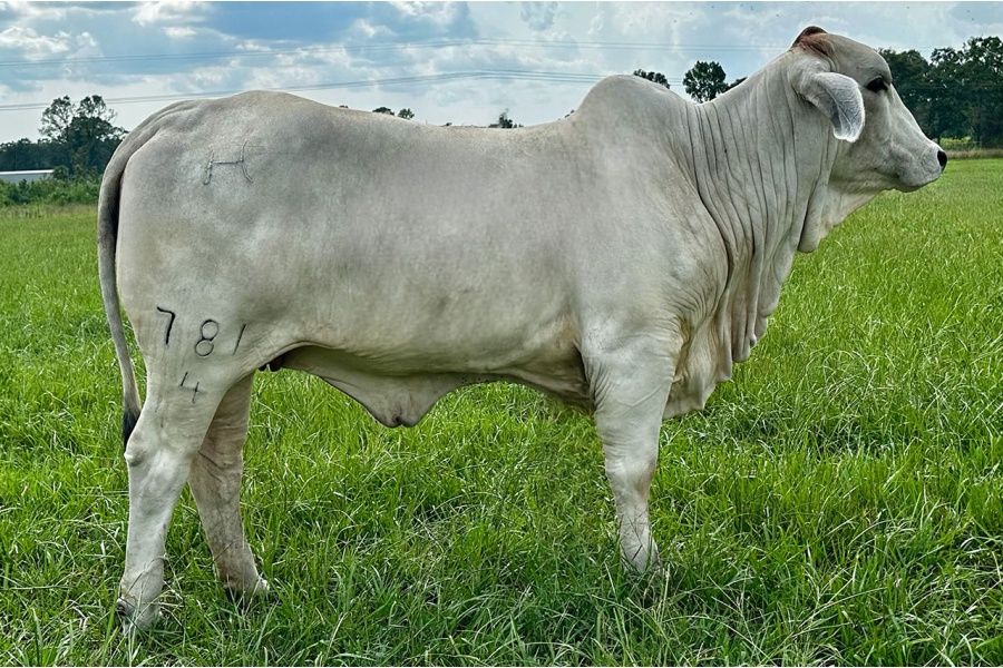 LOT 023 - LADY H POLLED CARA MANSO 781/4 - T4 RANCH