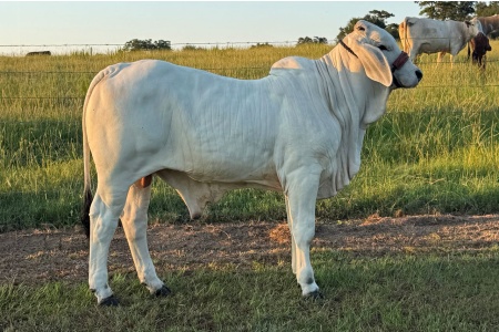 LOT 024 - LADY H POLLED CARA MANSO 781/4 - T4 RANCH