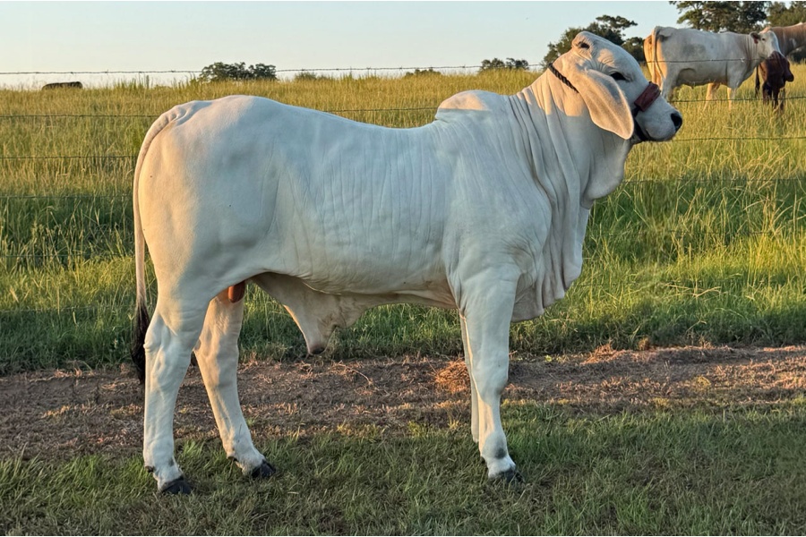 LOT 024 - 4P MR GHOST RYDER 24/2 - 4P CATTLE COMPANY