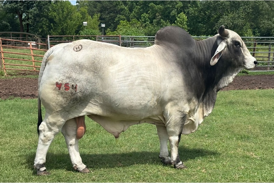 LOT 025 - MR CIRCLE H 454 - CIRCLE H BRAHMANS