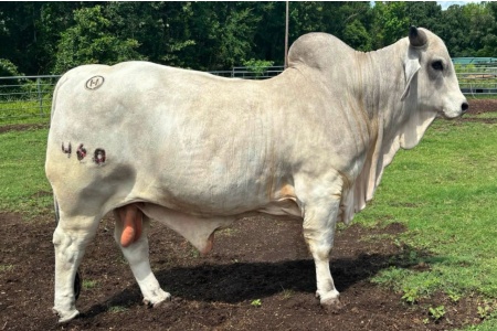 LOT 026 - MR CIRCLE H 460 - CIRCLE H BRAHMANS
