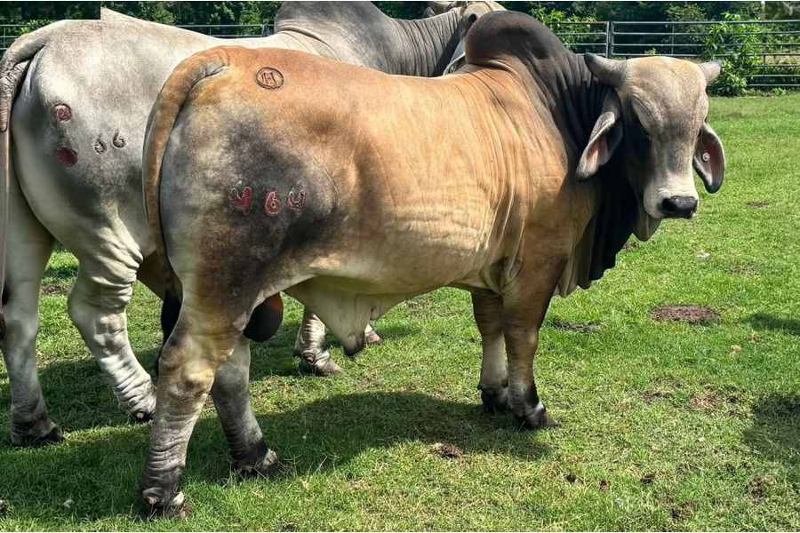 LOT 027 - MR CIRCLE H 464 - CIRCLE H BRAHMANS