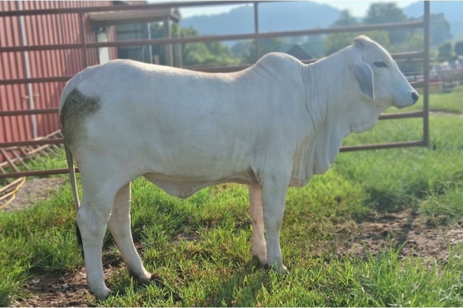 LOT 028 - MS DFF TANASI DOC - DIAMOND F FARMS