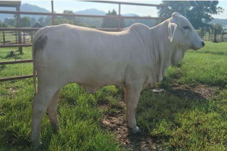 LOT 029 - MS DFF TANASI MELITON - DIAMOND F FARMS