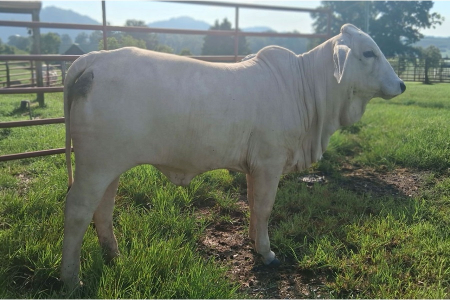 LOT 029 - MS DFF TANASI MELITON - DIAMOND F FARMS