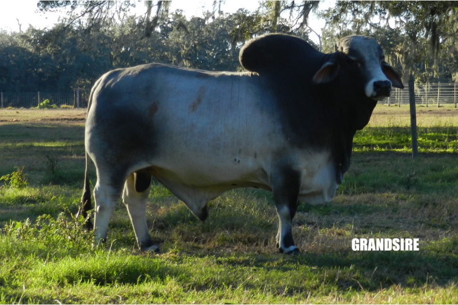 LOT 032 - RG 360N SNOWY (P) - RILEY GIRLS