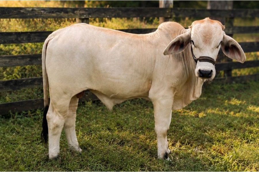 LOT 035 - WV DTF POLLED MAVERICK (P) - DOUBLE TROUBLE FARM