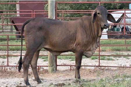 LOT 036 - 57 - 65R RANCH, LOT 015 - PICK OR X THE MONEY OF LOTS CHOSEN