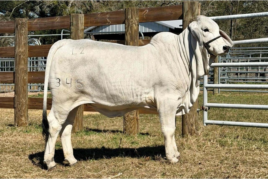 LOT 001 - MISS L2 LANDS PRIDE 345