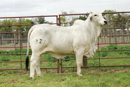 LOT 002 - MISS L2 LANDS PRIDE 327