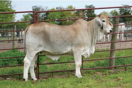 LOT 003 - MISS L2 LANDS PRIDE 343, LOT 007, LOT 008 PICK OR X THE MONEY OF LOTS CHOSEN