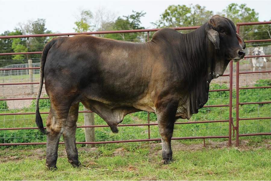LOT 004 - MR L2 LANDS PRIDE 321 (P)