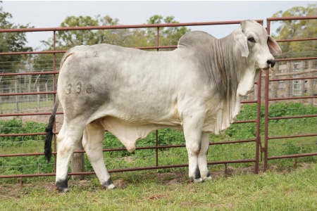 LOT 005 - MR L2 LANDS PRIDE 338, LOT 006 PICK OR X THE MONEY OF LOTS CHOSEN