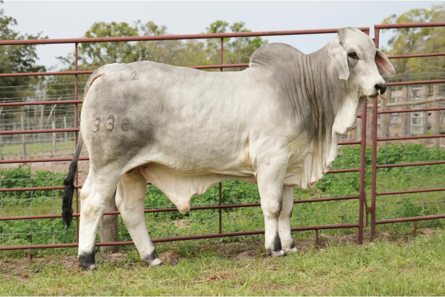 LOT 005 - MR L2 LANDS PRIDE 338, LOT 006 PICK OR X THE MONEY OF LOTS CHOSEN