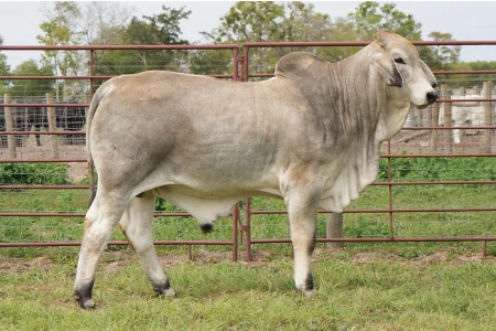 LOT 006 - MR L2 LANDS PRIDE 341, LOT 005 PICK OR X THE MONEY OF LOTS CHOSEN