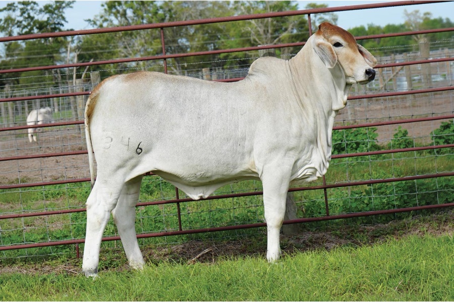 LOT 008 - MISS L2 LANDS PRIDE 346, LOT 007, LOT 003 PICK OR X THE MONEY OF LOTS CHOSEN