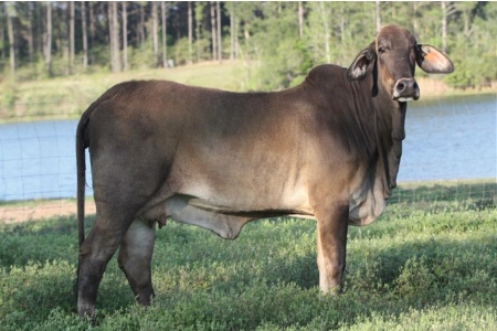 LOT 026 - G2L’S MISS MYSTIC (S)