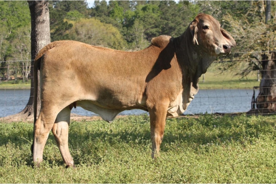 LOT 027 - G2L’S MISS ELOISE