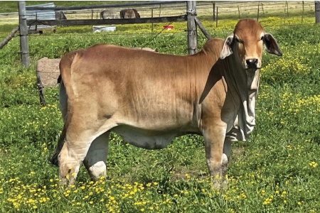 LOT 030 - JF MISS SEALY 76/5