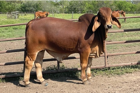 LOT 031 - MR JS STANG ROUGE 364/4