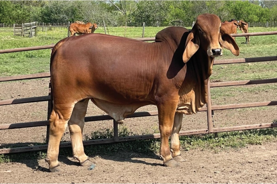 LOT 031 - MR JS STANG ROUGE 364/4