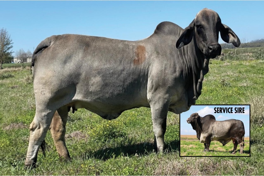 LOT 032 - MISS JS POLLED 115/1 (P)