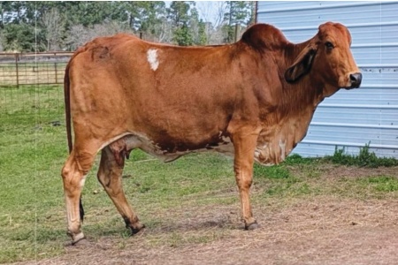 LOT 036 - ME MISS STINGRAY 167