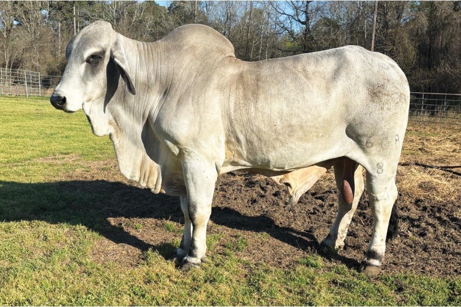 LOT 037 - MR. V8 608/8
