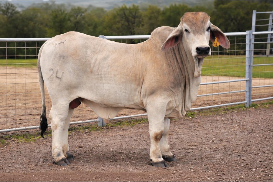 LOT 038 - MR HVF 17/24