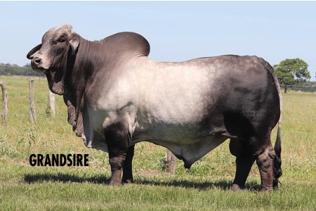 LOT 040 - DS LADY MOJITO SPLASH 835