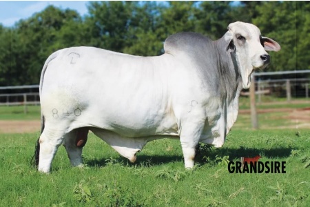 LOT 041 - DS LADY CHOLO CHOCOLATE 522/5