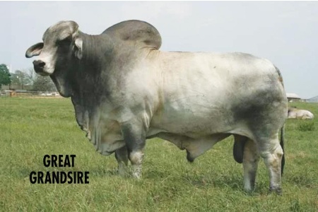 LOT 042 - DS MR SHOT OF TEQUILA 329/5, LOT 043 PICK OR X THE MONEY OF LOTS CHOSEN