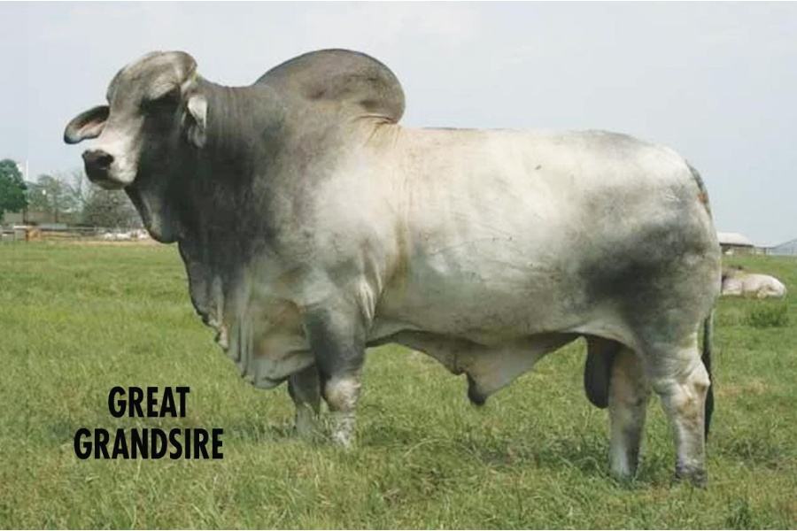LOT 042 - DS MR SHOT OF TEQUILA 329/5, LOT 043 PICK OR X THE MONEY OF LOTS CHOSEN